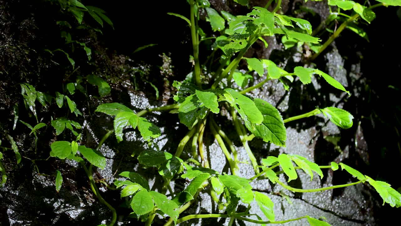 Bright green leaves grow from a damp rock wall, illuminated by strong sunlight. Static camera captures vivid textures and natural rainforest atmosphere