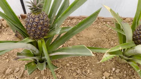 close-up of two pineapples growing on plants, showcasing their spiky leaves and developing fruits in the soil of a farm. the plants stand out with their unique, tropical look.