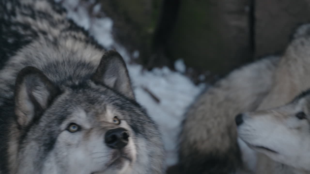 perros lobo de madera gris en el parque omega en montebello, quebec, canadá