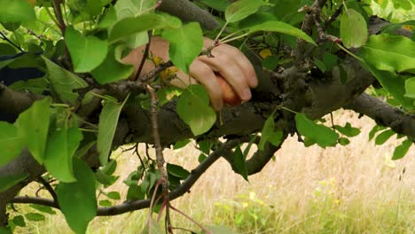 you can only see the hand of a male caucasian as he reaches through the branches from the left, showing the proper way to pick an apple