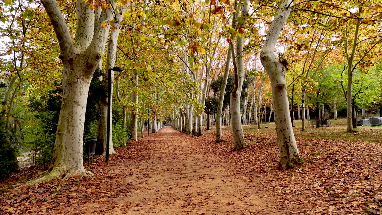 shoot of a park in a autumn colors