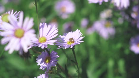 abeja melífera festejando y recolectando polen en las hermosas flores de aster en un día soleado en shiga, japón