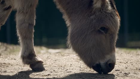 young gray donkey eating grass in a zoo park during summertime