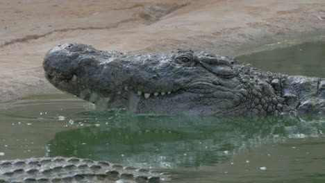 crocodile with open mouth in water