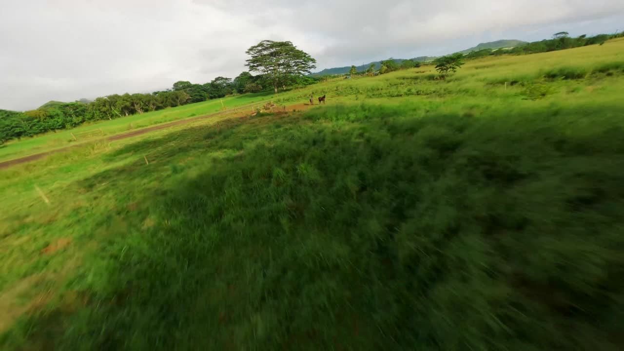 descubre la majestuosa belleza de kauai, la isla jardín: una aventura cinematográfica a través de su follaje verde natural y el mirador del valle de hanalei con vistas 4k uhd de los paisajes de las islas del pacífico