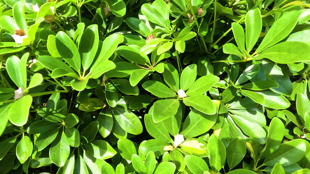 hojas vibrantes en un parque de hong kong