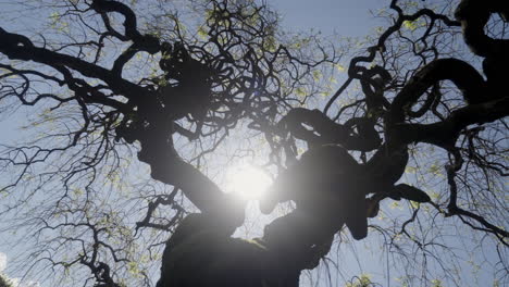 Twisted Tree Branches Against a Blue Sky