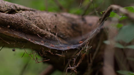 spinnenweb auf totem baumstamm im wald auf dem land