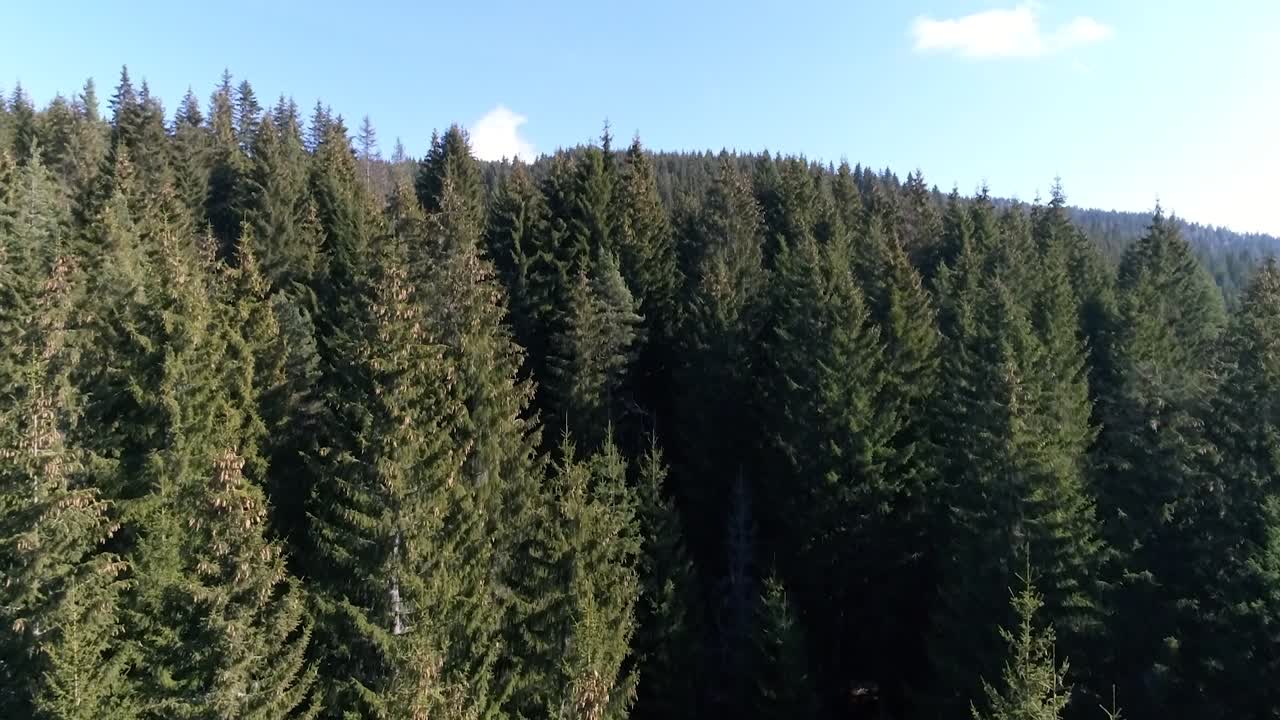 Droneoptagelse over en skov