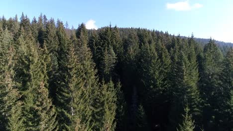 drone shot above a forest