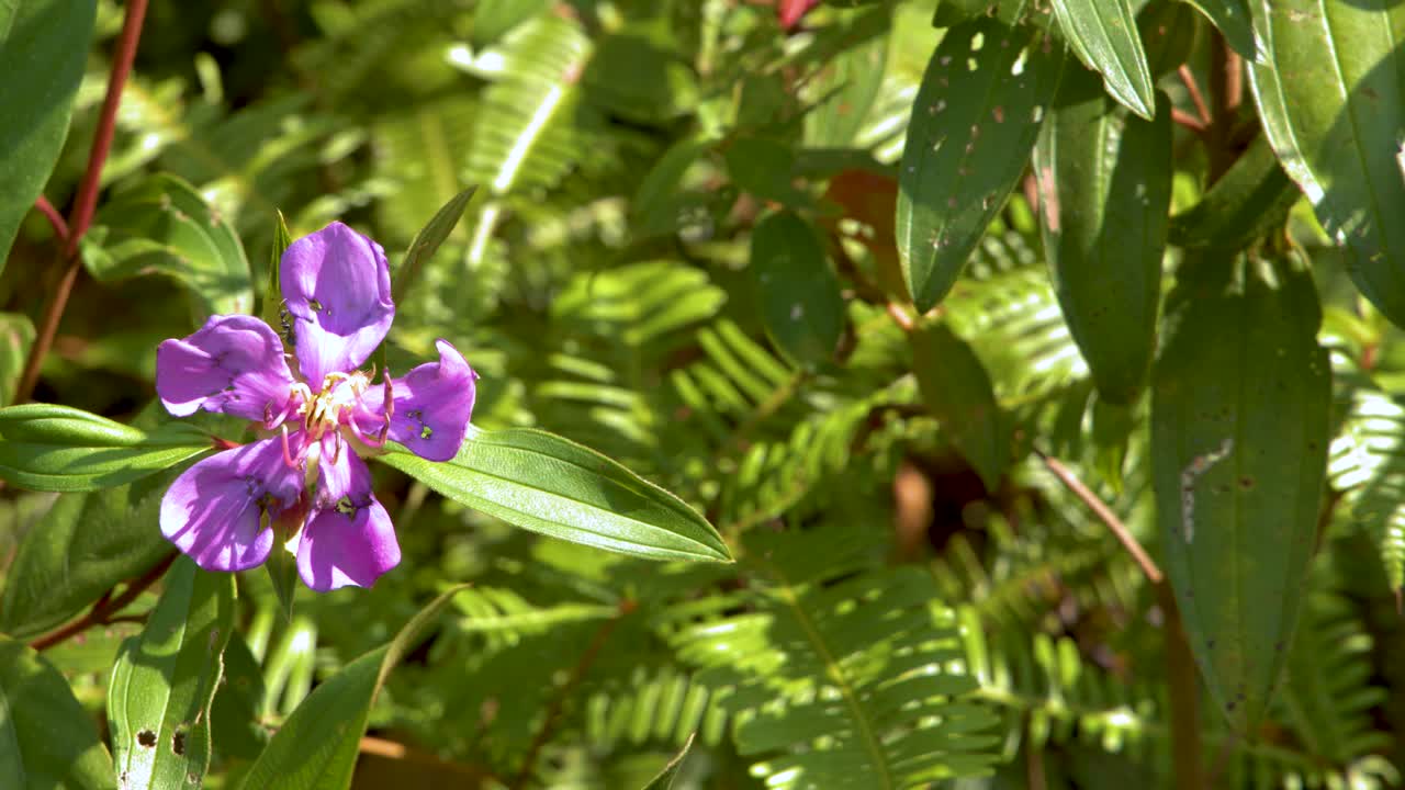 Un fiore selvatico viola vivace ondeggia dolcemente tra un lussureggiante fogliame verde sotto la brillante luce solare naturale.