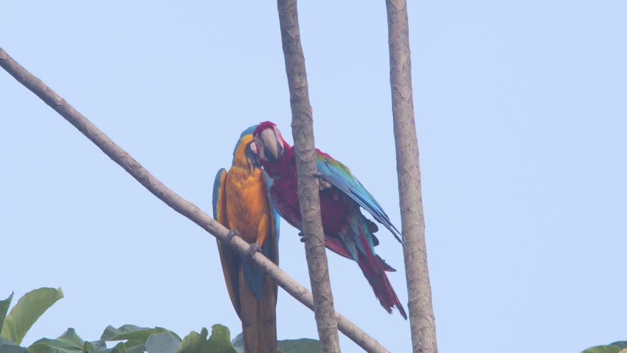 Two Large Macaws Green Winged along with Blue and yellow perched high up observing below with plain blue sky