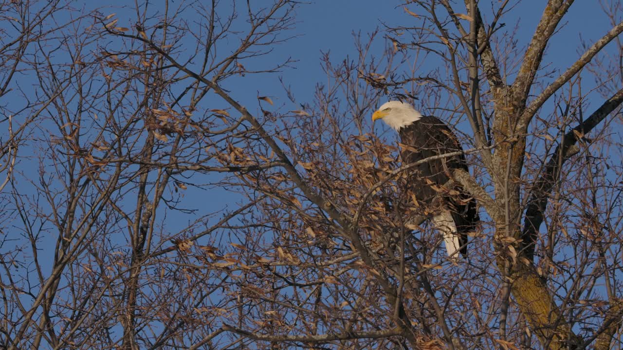 flying with bald eagles winter
