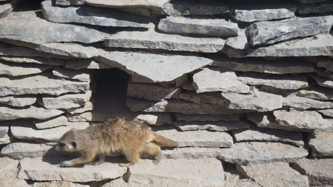 A meerkat crosses from right to left, stands on its hind legs in front of its stone burrow, and looks towards the horizon. Timon and Pumbaa.