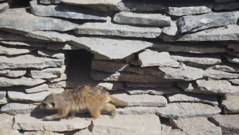 a meerkat crosses from right to left, stands on its hind legs in front of its stone burrow, and looks towards the horizon. timon and pumbaa.