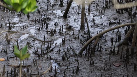 time-lapse of new leaves growing in a swamp