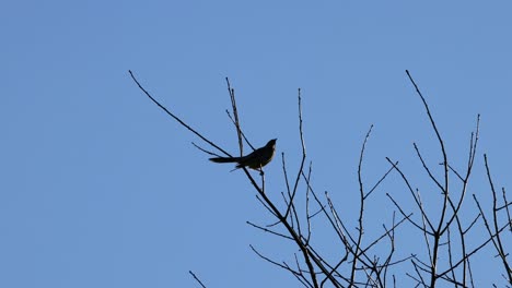 bird on tree branch against clear sky