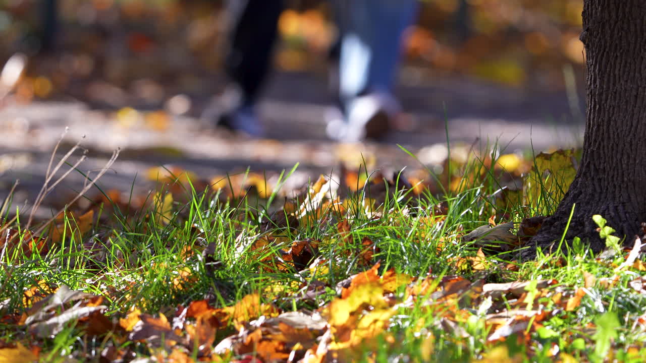 Autumn park scene with sunlight shining through trees, golden leaves on the ground and people walking in the distance