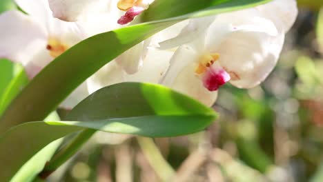 close-up of white orchid in natural setting