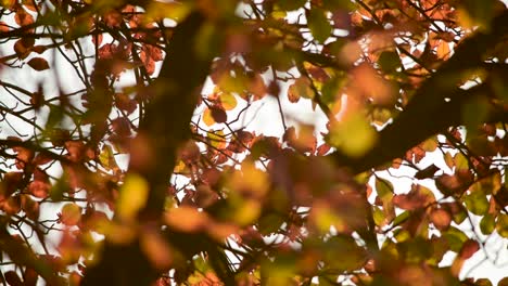 Gelbe-Blätter-Fallen-Im-Herbstwind