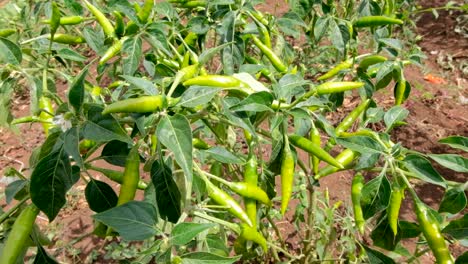 a healthy green chili pepper plant with an abundance of delicious hot chilies growing in vegetable garden