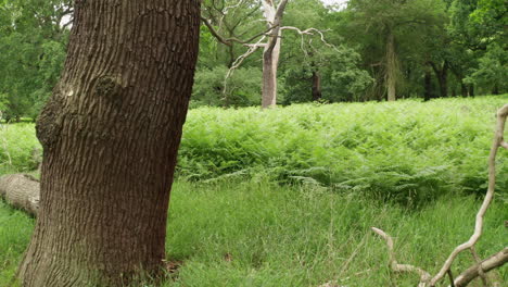 Shot-moving-backwards-and-rising-though-a-forest-of-old-oak-trees