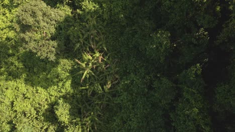 Toma-Aérea-Ascendente-Hacia-Abajo,-Verde-Bosque-Tropical-Denso-Y-Exuberante