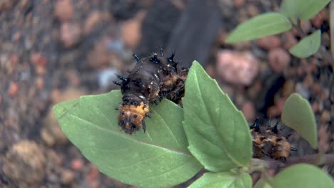 caterpillar moving on green leave