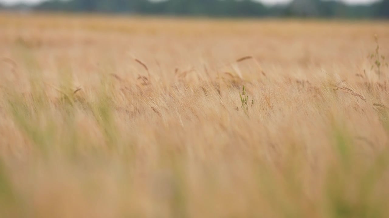 Primo piano di spighe di grano dorate che ondeggiano dolcemente al vento sotto una morbida luce naturale del giorno, rivelando un paesaggio sereno e strutturato con colori caldi e una profondità di campo ridotta.