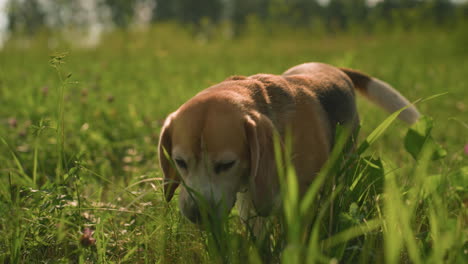 dog nibbling on grass while taking a step in grassy field during warm sunlight, sunlight reflects off dog's coat, creating warm atmosphere, green surroundings