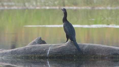 cormorant - relaxing in pond area