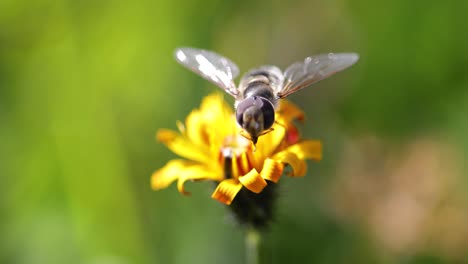 bee collects nectar from flower crepis alpina