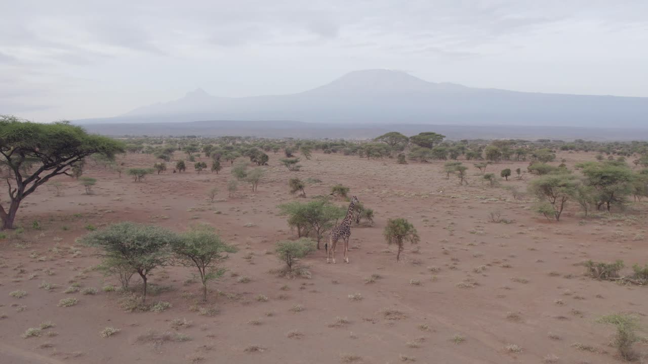 Drone video of a Giraffe walking in wilderness of Amboseli, Mt Kilimanjaro in the background