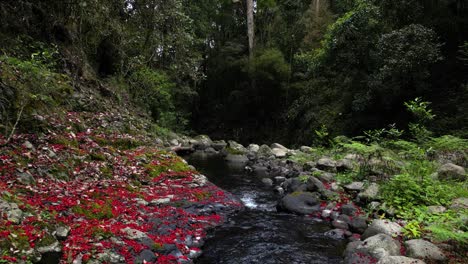 Lento-Viaje-Cinematográfico-A-Lo-Largo-De-Un-Arroyo-Lleno-De-Flores-De-Color-Rojo-Sangre