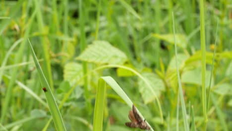 Eine-Braune-Motte-Kriecht-Auf-Ein-Grünes-Gras-Und-Fällt-Herunter-Und-Fliegt-In-Zeitlupe-Davon