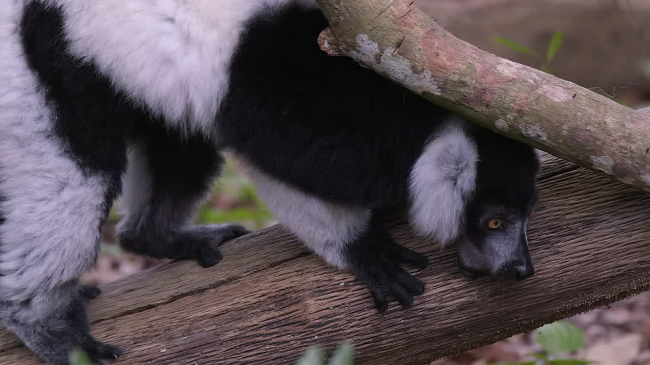 un hermoso lémur blanco y negro llamando a una rama de árbol en el bosque - primer plano