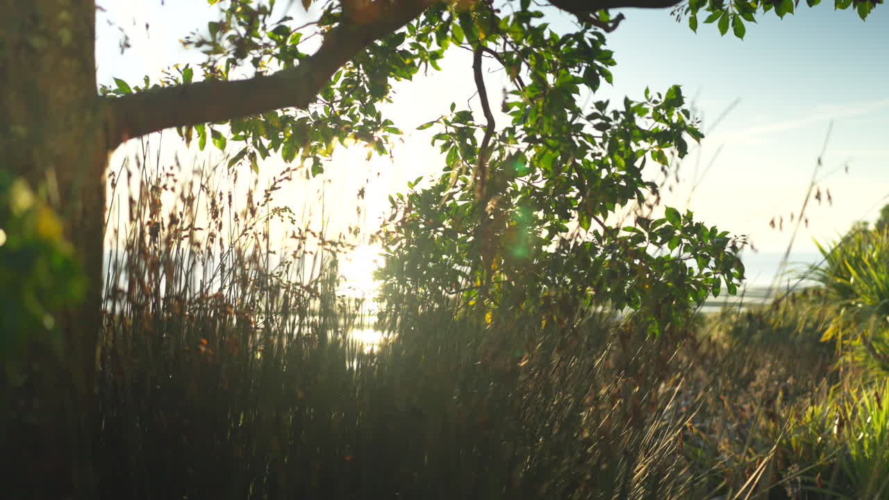 гимбал медленно движется за растениями и деревьями, когда утренний восход солнца мерцает между ветвями, в тасмане, новая зеландия.