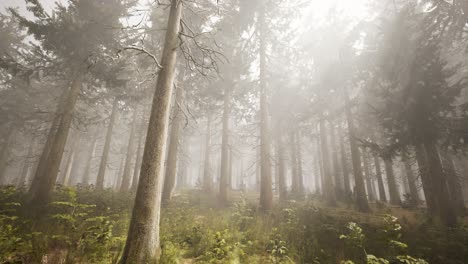 sunbeams in natural spruce forest