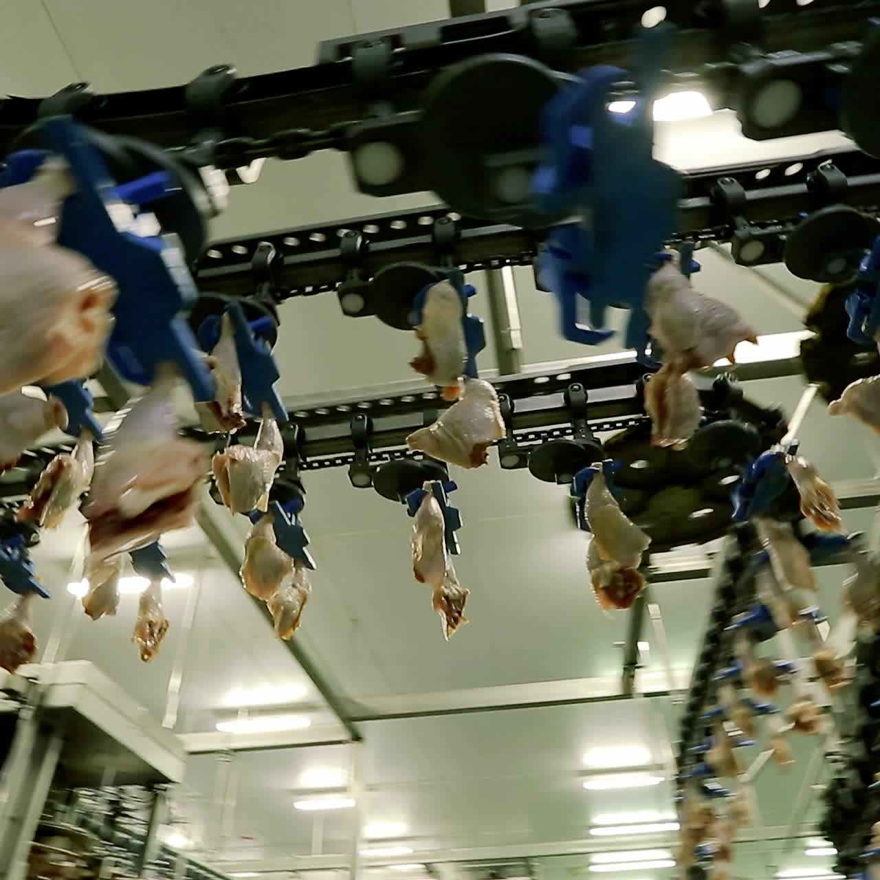Automated Chicken Leg Processing Line