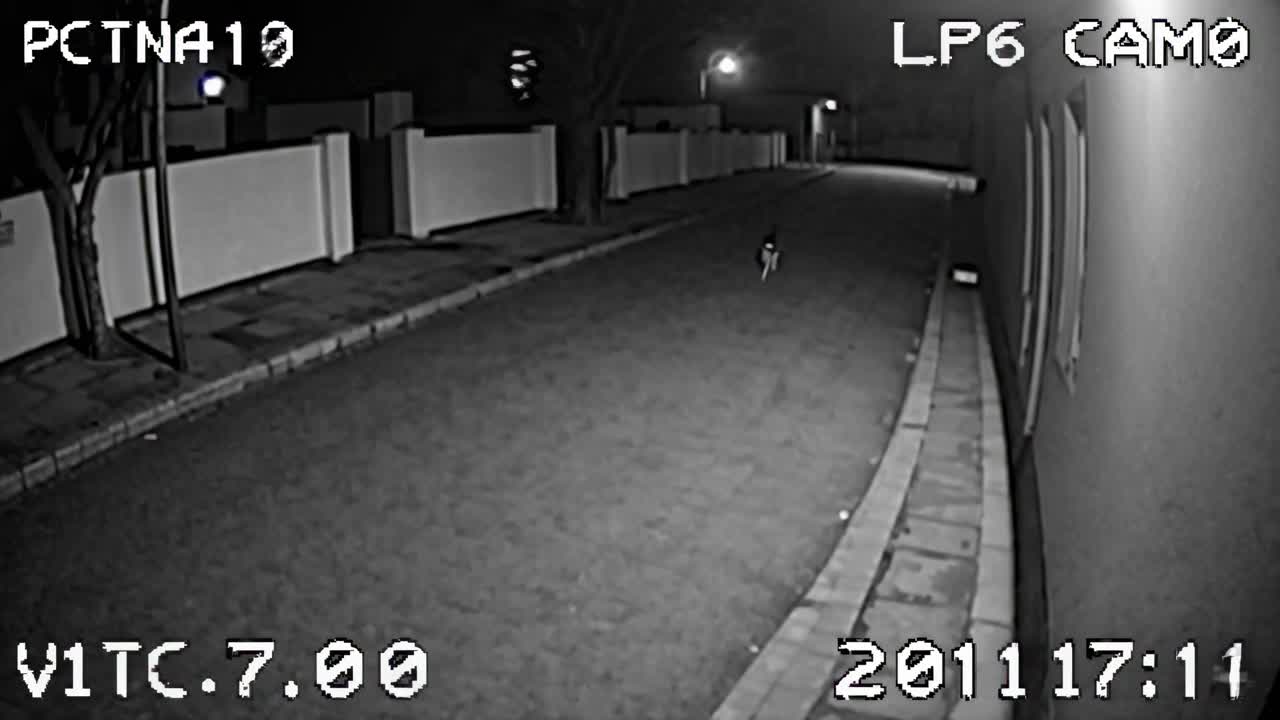 Adegan jalanan malam hari yang ditangkap oleh kamera CCTV dalam hitam putih, menampilkan seekor kucing di tengah.