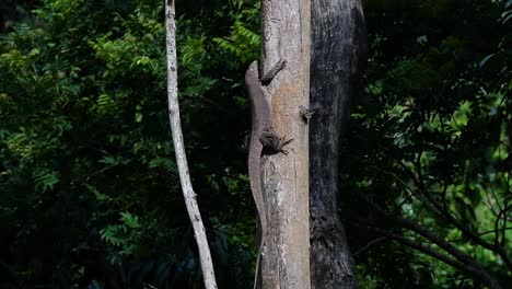 the clouded monitor lizard is found in thailand and other countries in asia