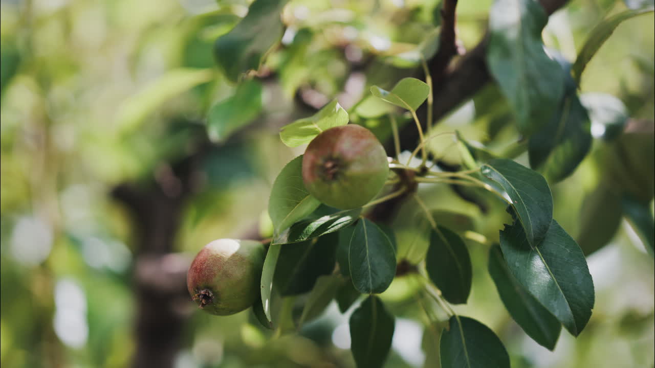 Close up of unripe pears growing on a tree in soft sunlight