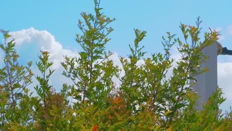 Flowers In Contrast With The Blue Sky