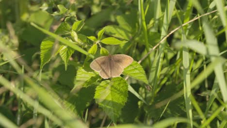 Nahaufnahme-Eines-Braunen-Schmetterlings-Mit-Vollständig-Geöffneten-Flügeln,-Der-Auf-Einem-Blatt-Ruht