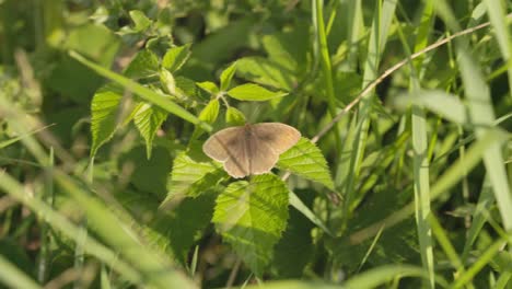 close-up shot of a brown butterfly with its wings fully open resting on a leaf