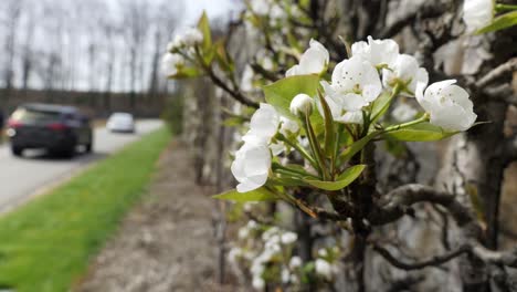 Apple-blossoms-in-the-foreground-with-cars-passing-by-in-the-background-on-the-grounds-of-Biltmore-House-in-Asheville,-North-Carolina