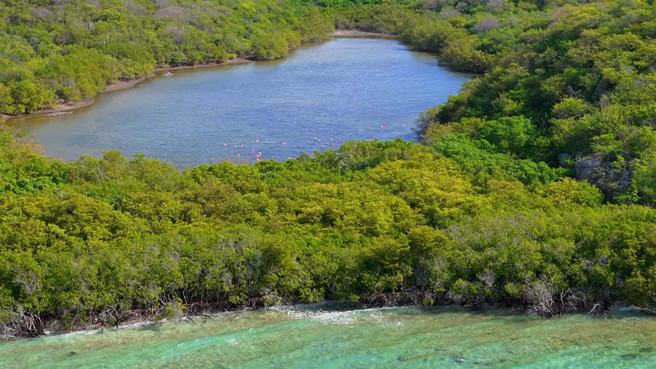 el retroceso aéreo revela una bandada de flamencos en un aislado bosque de manglares con olas del océano chocando contra la costa.