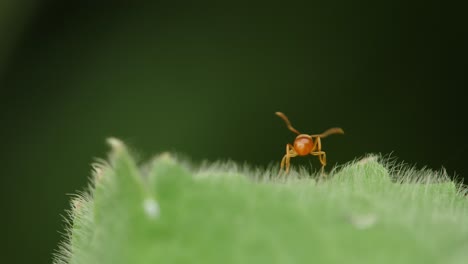 Rote-Ameise-Auf-Grünem-Blatt-In-Der-Natur