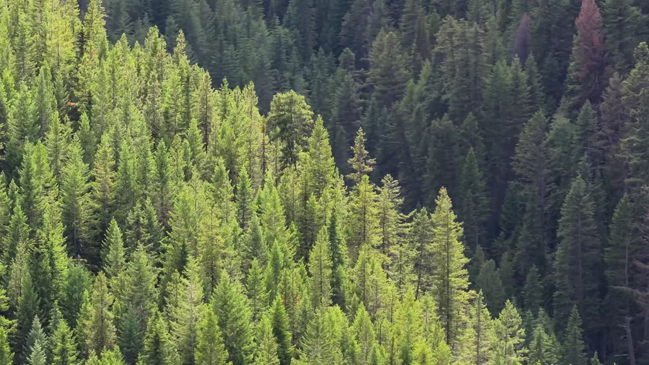 Drone zoomed in highlighting tree-covered mountain and a vast pine forest wilderness near Banff and Yoho National Park in Canada under a partially cloudy sky