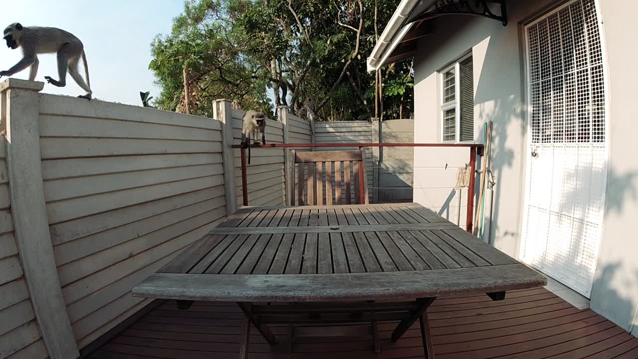 hambrientos monos vervet grises salvajes comiendo comida en una mesa exterior en una zona residencial en sudáfrica